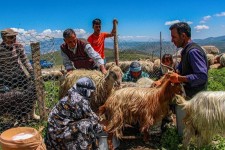 ارزش تولیدات عشایر دهلران ۳ هزار میلیارد ریال است