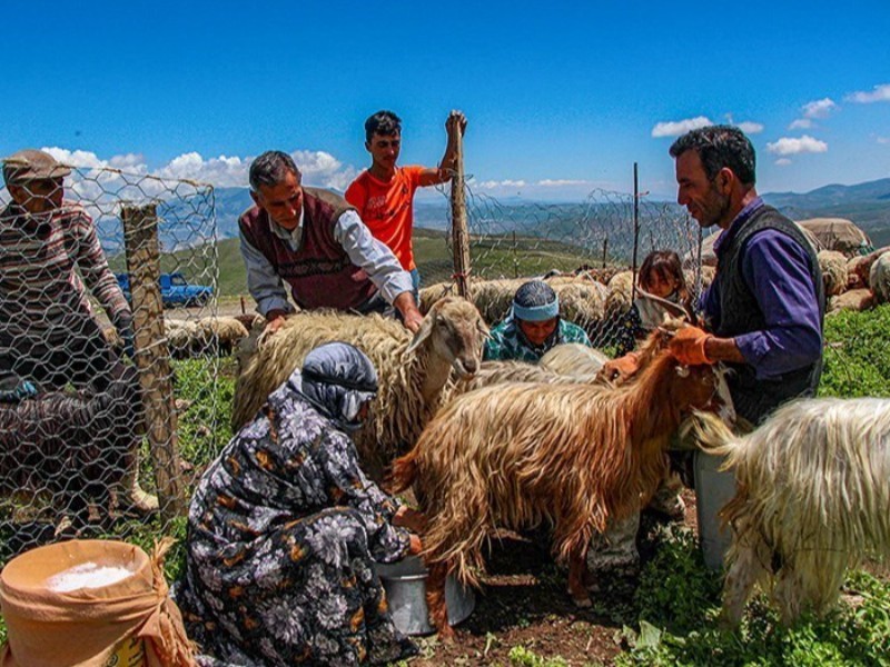 ارزش تولیدات عشایر دهلران ۳ هزار میلیارد ریال است