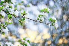 «چنارباشی» رکورد زد