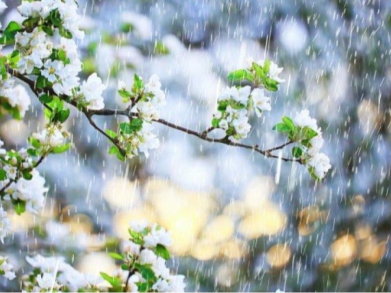 «چنارباشی» رکورد زد