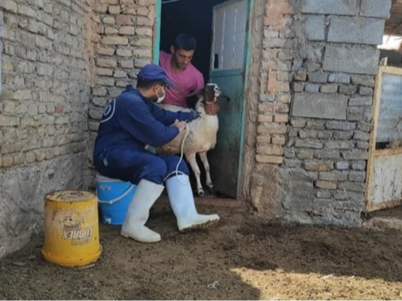 ۸ میلیون دام در ایلام واکسینه شد