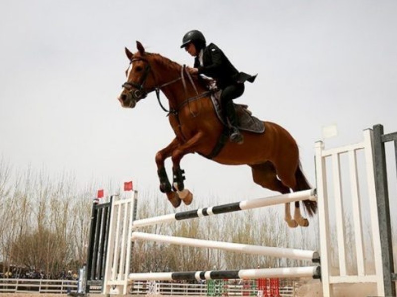 فراخوان ثبت‌نام تصدی‌گری هیأت سوارکاری استان ایلام