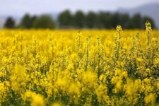 آغاز خرید تضمینی کلزا در ایلام