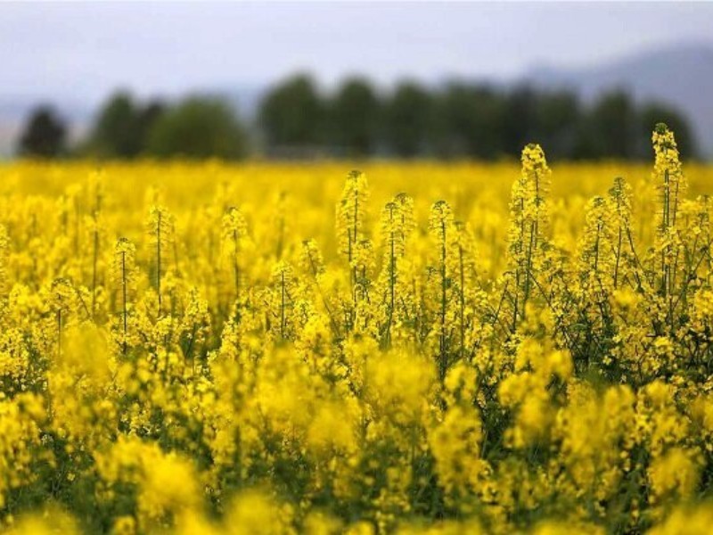 آغاز خرید تضمینی کلزا در ایلام