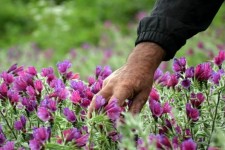 برداشت بی‌رویه گیاهان دارویی در ایلام