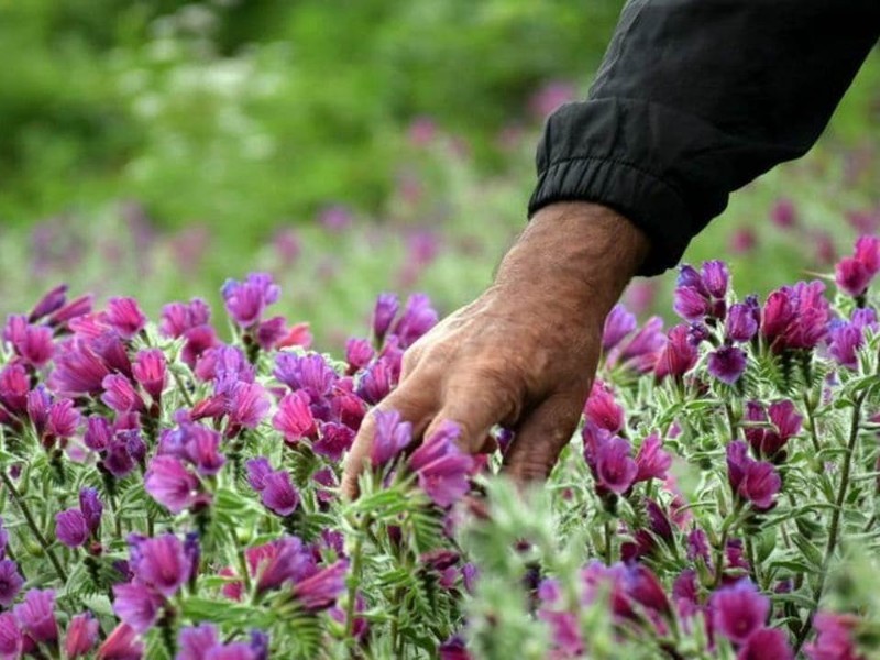 برداشت بی‌رویه گیاهان دارویی در ایلام