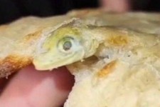 داستان پیدا شدن مارمولک در نان