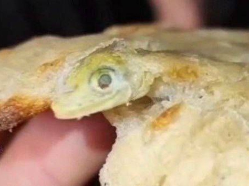 داستان پیدا شدن مارمولک در نان