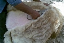 هنر پشم چینی عشایر ایلام