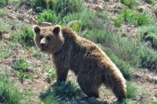 تصویری از خرس قهوه‌ای در ایلام ثبت شد