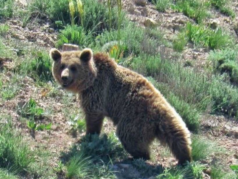 تصویری از خرس قهوه‌ای در ایلام ثبت شد
