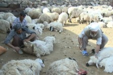 پشم‌چینی ۴ هزار خانوار عشایری ایلام