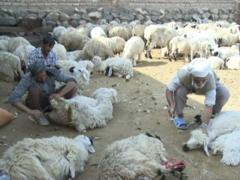 پشم‌چینی ۴ هزار خانوار عشایری ایلام