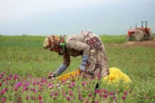 روایتی از برداشت بی رویه گیاهان دارویی در ایلام