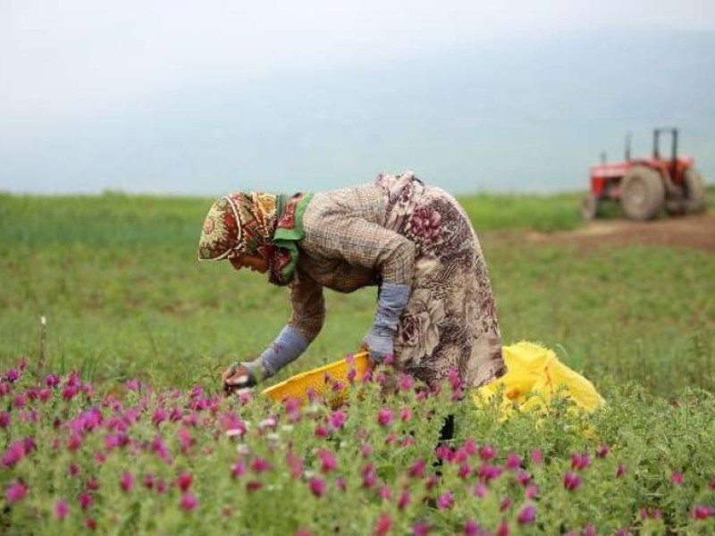 روایتی از برداشت بی رویه گیاهان دارویی در ایلام