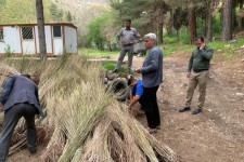 کاشت ۳۷ هزار اصله نهال صنوبر در چرداول