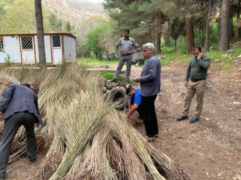 کاشت ۳۷ هزار اصله نهال صنوبر در چرداول