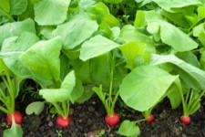 طریقه کاشت سبزیجات ارگانیک