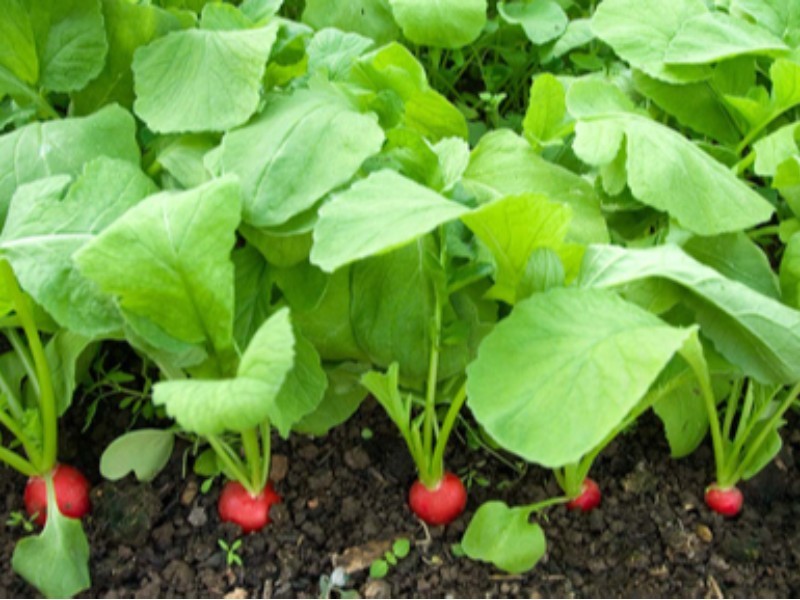 طریقه کاشت سبزیجات ارگانیک