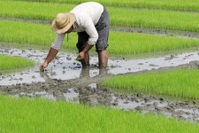 کشت محصولات پرآب ممنوع شد