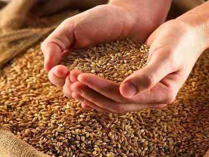  پرداخت بهای گندم بر اساس کیفیت در ایلام