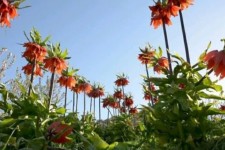 خطر انقراض گل لاله واژگون در ایلام