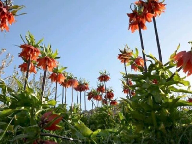 خطر انقراض گل لاله واژگون در ایلام