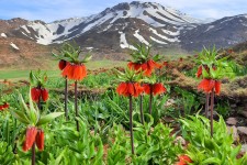 خطر انقراض لاله‌های واژگون در ایلام