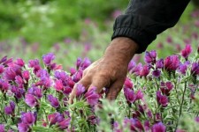 ظرفیت‌های کشت گیاهان دارویی در ایلام