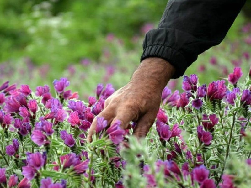 ظرفیت‌های کشت گیاهان دارویی در ایلام