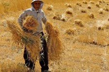 پیش‌بینی برداشت ۱۵۰ هزار تن گندم در دهلران