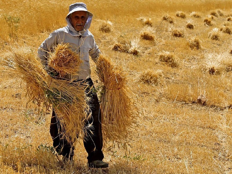 پیش‌بینی برداشت ۱۵۰ هزار تن گندم در دهلران