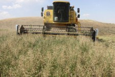 برداشت ۱۵ هزار تن کلزا از مزارع ایلام