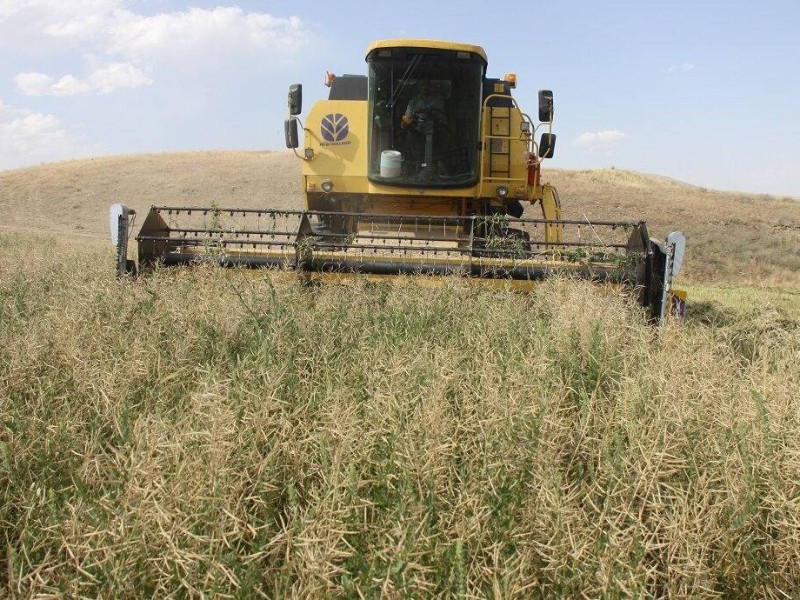 برداشت ۱۵ هزار تن کلزا از مزارع ایلام