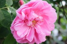 کاشت ۱۴ هکتار گل محمدی در چرداول