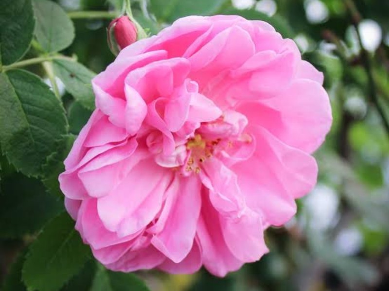 کاشت ۱۴ هکتار گل محمدی در چرداول