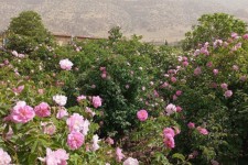 توسعه کشت گل محمدی در چرداول