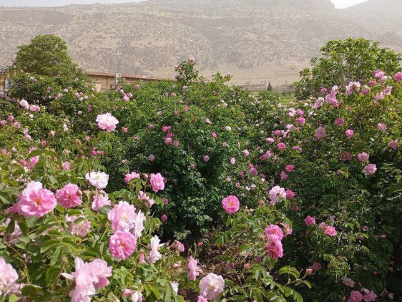 توسعه کشت گل محمدی در چرداول