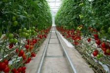 ایلام آینده کشاورزی را سالم‌تر می‌سازد