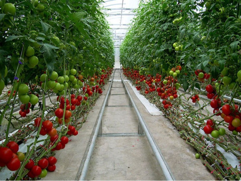 ایلام آینده کشاورزی را سالم‌تر می‌سازد