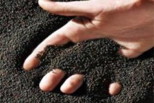 خرید ۱۹ هزار ۳۰۰ تن کلزا در ایلام