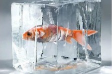 «دیلان»؛ روایتگر حماسه خاموش زنان در دفاع مقدس