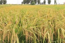 بحران بازار برنج در تقابل تولید و واردات