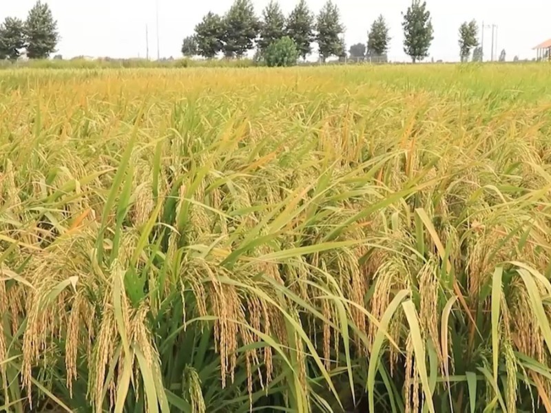 بحران بازار برنج در تقابل تولید و واردات