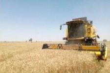 کاهش ۳۰ درصدی تولید گندم در شهرستان دره‌شهر