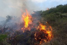 وقوع آتش‌سوزی گسترده در جنگل‌های کبیر کوه