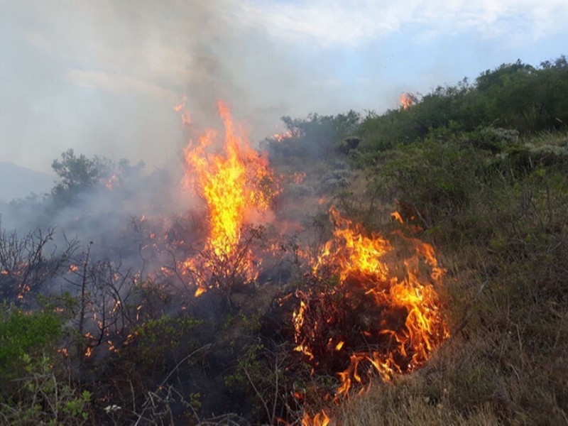 وقوع آتش‌سوزی گسترده در جنگل‌های کبیر کوه