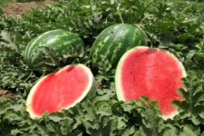 نیترات هندوانه‌های ایلام کمتر از حد مجاز است