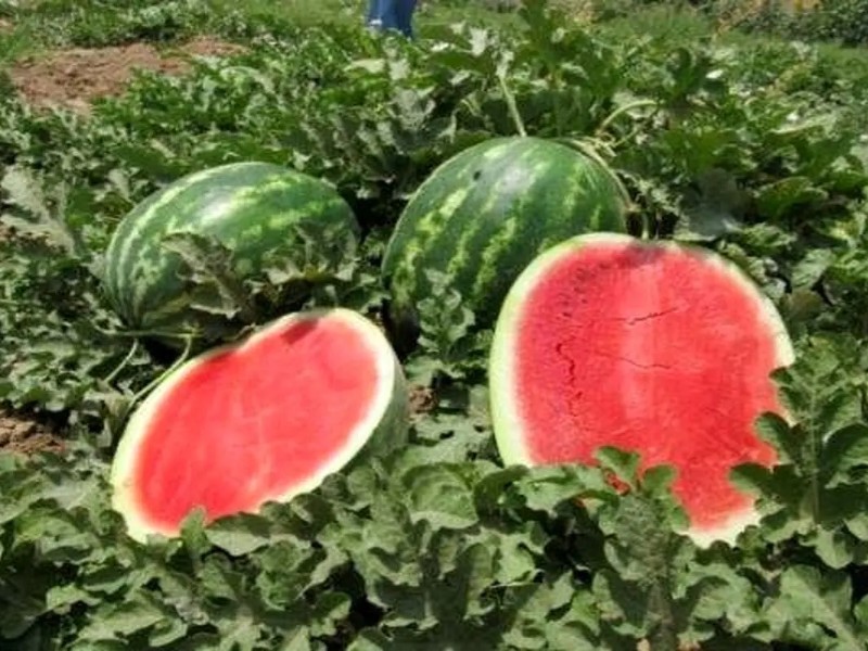 نیترات هندوانه‌های ایلام کمتر از حد مجاز است