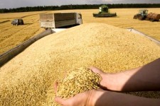 ۱۴۰ هزار تن گندم در دهلران خریداری شد